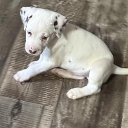 Wallie - White and liver brown male Dalmatian puppy in Hastings, Florida from Love My Spotty Dalmatians
