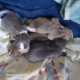 American Bully Puppies from Haymaker Bully Camp