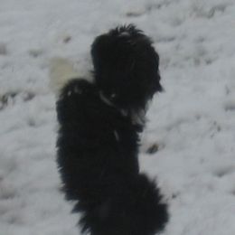 Havanese Puppies from Margaret Shafferman
