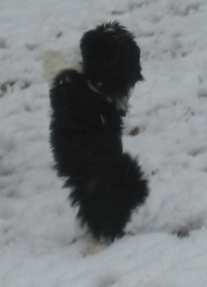Havanese Puppies from Margaret Shafferman