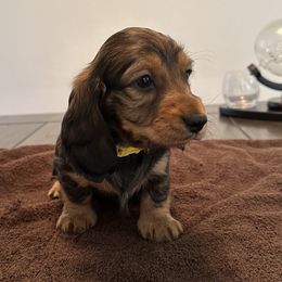 Girl 1 - Red Dachshund puppy in San Clemente, California from Lily’s Mini Dachshunds