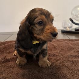 Girl 1 - Red Dachshund puppy in San Clemente, California from Lily’s Mini Dachshunds