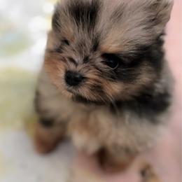 Meko - Blue merle male Pomeranian puppy in North Port, Florida from West Coast Diva Pupz