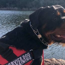 Rottweilers from Sierra Rottweilers