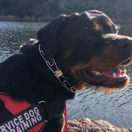 Rottweilers from Sierra Rottweilers