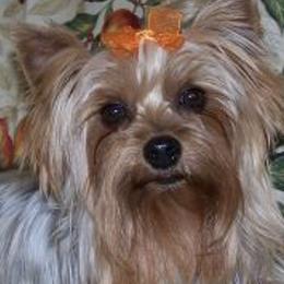 Yorkshire Terriers from Karen's Yorkies