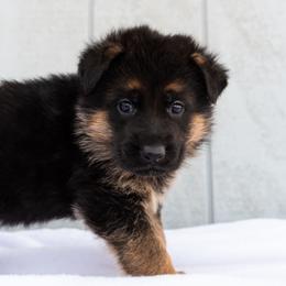 Male (Orange Collar) - Black and red male German Shepherd puppy in Kamas, Utah from Uinta Mountain Shepherds