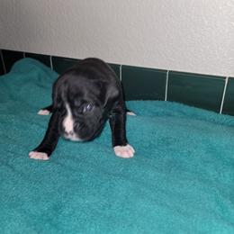 Boxer Puppies from BUTTERFLYS BOXERS