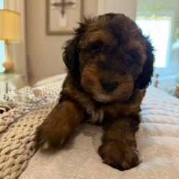 Red girl - Sable female Aussiedoodle puppy in Nacogdoches, Texas from Glo’s Aussiedoodles