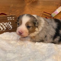 Australian Shepherd, Miniature Australian Shepherd, and Toy Australian Shepherd Puppies from Osborne's Aussies
