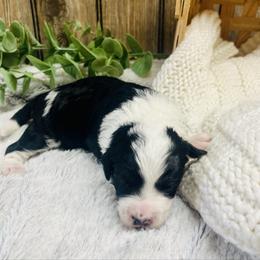 Lexi - Black and white female Aussiedoodle puppy in Hamilton, Michigan from White Pine Farm