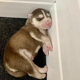 Siberian Husky Puppies from TRUHUSKY SIBERIANS