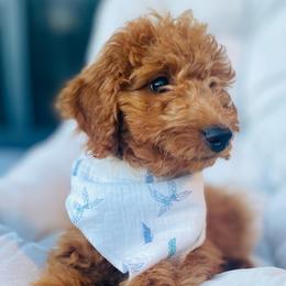 Kingsley - Red  male Goldendoodle puppy in Bentonville, Arkansas from Bentonville Doodles