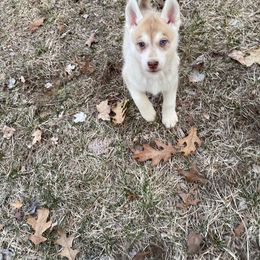 German Shepherd and Siberian Husky Puppies from Sstar