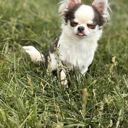 Bean - Blue male Chihuahua puppy in Westminster, Colorado from VanityPom’s