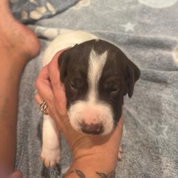 Baby blue - Black and white male German Shorthaired Pointer puppy in Biloxi, Mississippi from Burch legacy kennels
