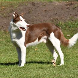 Butch - Border Collie