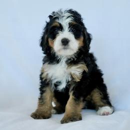 Bernedoodle, Bernese Mountain Dog, and Golden Retriever Puppies from Mercy Mountain Doodles