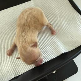 Light green - Cream sable parti male Pomeranian puppy in Cheektowaga, New York from Buffalo Pomeranians 716