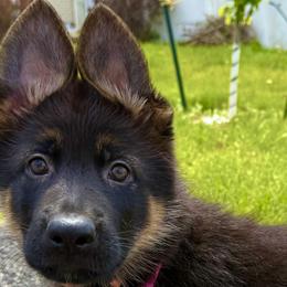 Princess - Black and red female German Shepherd puppy in Yorkville, Illinois from Vom Archbold Haus World Class German Shepherds