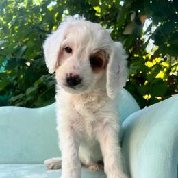 Cream Puff is white collar female from Stroodles Bake Sale litter - Parti female Goldendoodle puppy in Hamilton, Montana from Stroodles Doodles