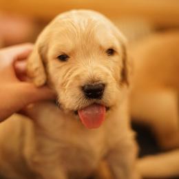 "Goldendoodle born 2/6/2020" Goldendoodle, Golden Retriever, and Sheepadoodle Puppies from Guppy Puppies