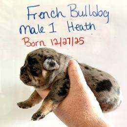 Heath - Tricolors male French Bulldog puppy in Zionsville, Indiana from Midwest Bulldogs