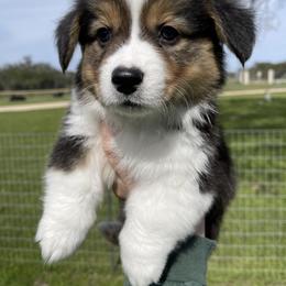 Pembroke Welsh Corgi Puppies from MG Corgis