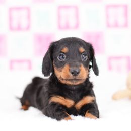 Frodo Long Haired - Black and tan male Dachshund puppy in Neosho, Missouri from Tinker Toy Doxies