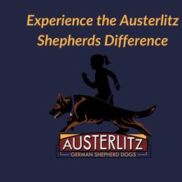 German Shepherd Puppies from Austerlitz German Shepherds