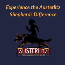 German Shepherd Puppies from Austerlitz German Shepherds