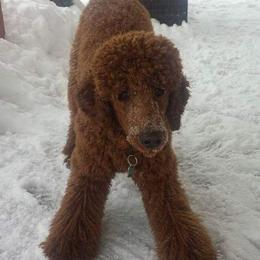 Poodles from Catoctin Furnace Standard Poodles