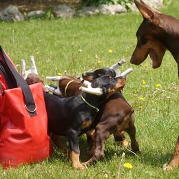 Doberman Pinscher Puppies from Laurel Vail