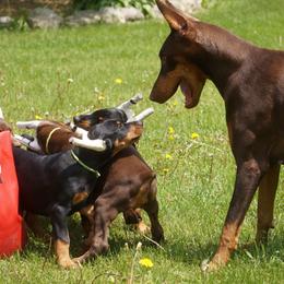Doberman Pinscher Puppies from Laurel Vail