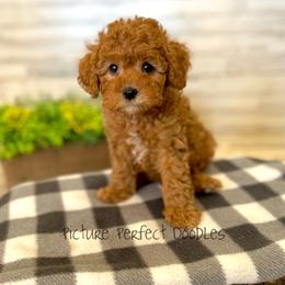 Johnny- Blue Collar - Red male Cavapoo puppy in St George, Utah from Picture Perfect Doodles