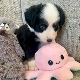 America - Black tri female Miniature American Shepherd puppy in Colorado Springs, Colorado from Valkyrie Adventures