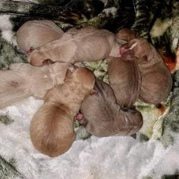 American Pit Bull Terrier Puppies from Kaotic APBTs