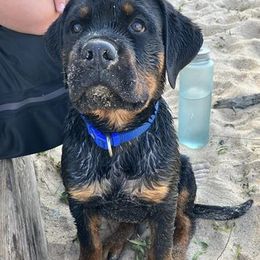 Rottweilers from Oz Rottweilers