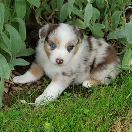 Australian Shepherd Puppies from Farmstead Aussies