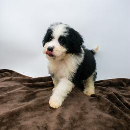 Cowlick - Parti male Goldendoodle puppy in Lafayette, Alabama from Sweethaven Kennels