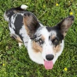 Sass - Cardigan Welsh Corgi