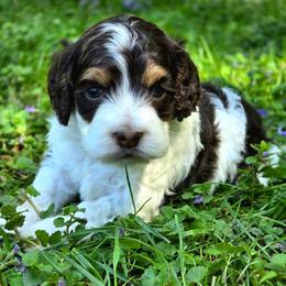 Klondike ( Choco Tri) - Brown white and tan male Cockapoo puppy in Dayton, Ohio from BATDOGSNDOODLES