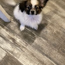 Papillon Puppies from Champagne Posh Papillons