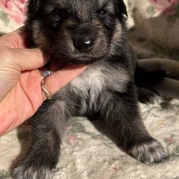 Boy 2 - Black and tan male German Shepherd puppy in Allentown, Pennsylvania from VMH Shepherds