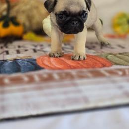 Elvis - Fawn male Pug puppy in Arthur, Illinois from Perfect Pugs