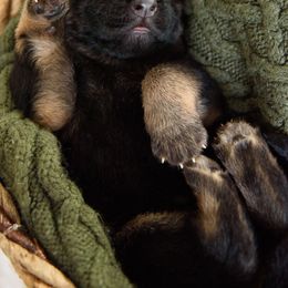 German Shepherd Puppies from Platz German Shepherds