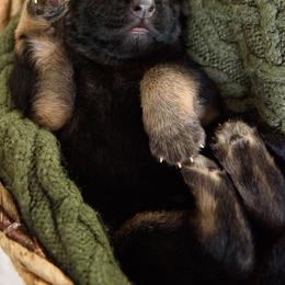 German Shepherd Puppies from Platz German Shepherds