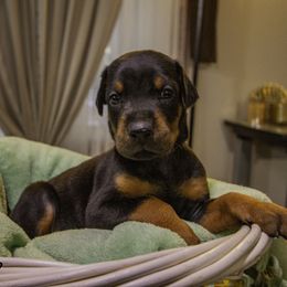 Boy 2 - Doberman Pinscher puppy in Ault, Colorado from Stand Alone European Dobermans
