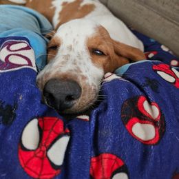 Basset Hound Puppies from Bad and Boujee Basset Hounds
