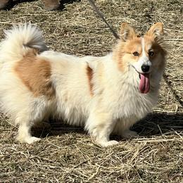 Tulip - Pembroke Welsh Corgi